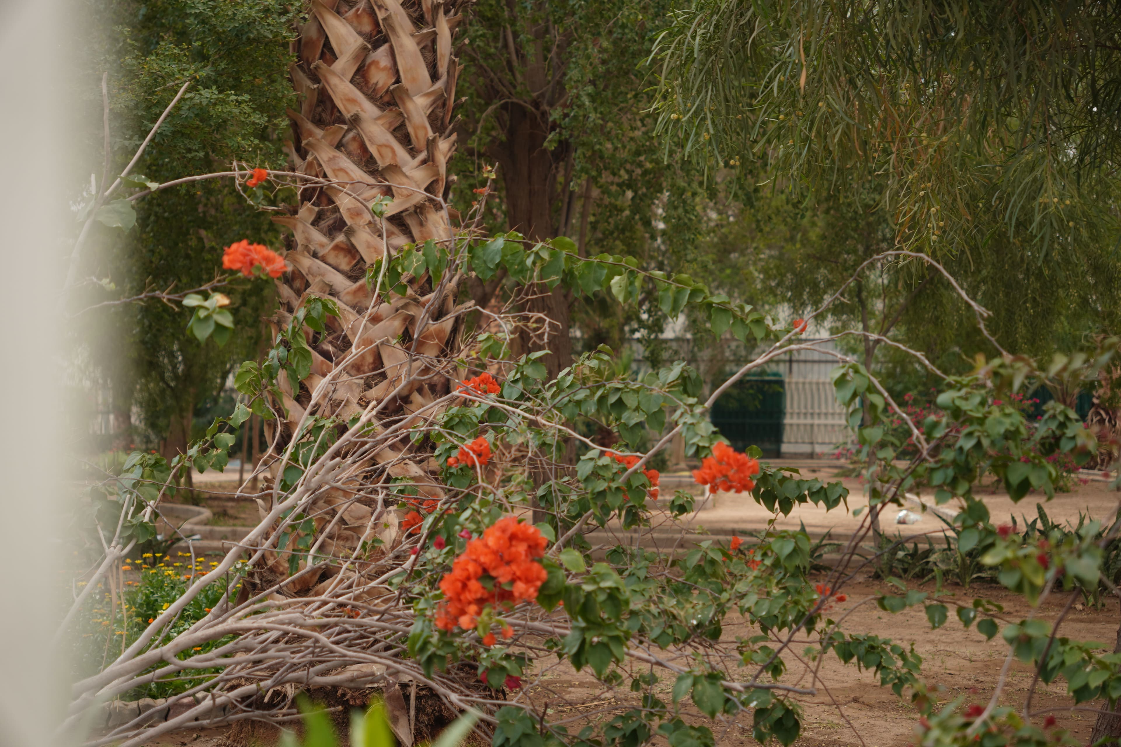 Beni Saide Sakifesi (Gölgeliği)